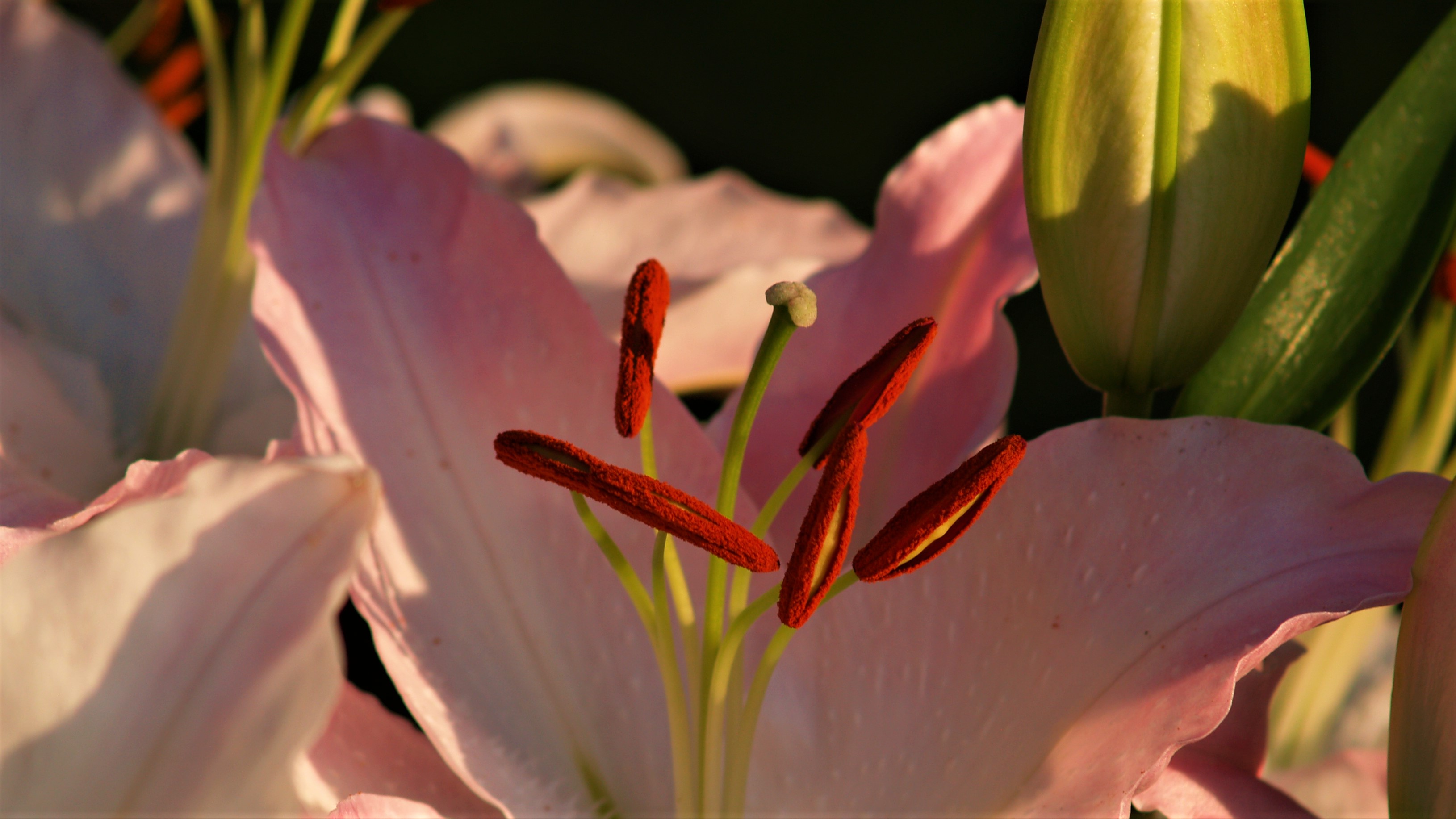 FLOWER 9